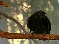 Xe'ls in his Raven form